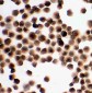 Anti-KIM1 Antibody
